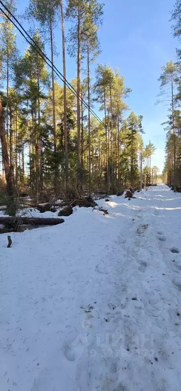 Участок в Ленинградская область, Всеволожск ул. Мужества, 30 (6.0 ... - Фото 1