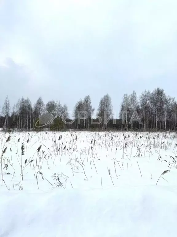 Участок в Тюменская область, Тюменский муниципальный округ, с. ... - Фото 1