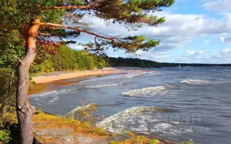 Участок в Санкт-Петербург пос. Репино, Песочная ул., 8 (20.0 сот.) - Фото 2