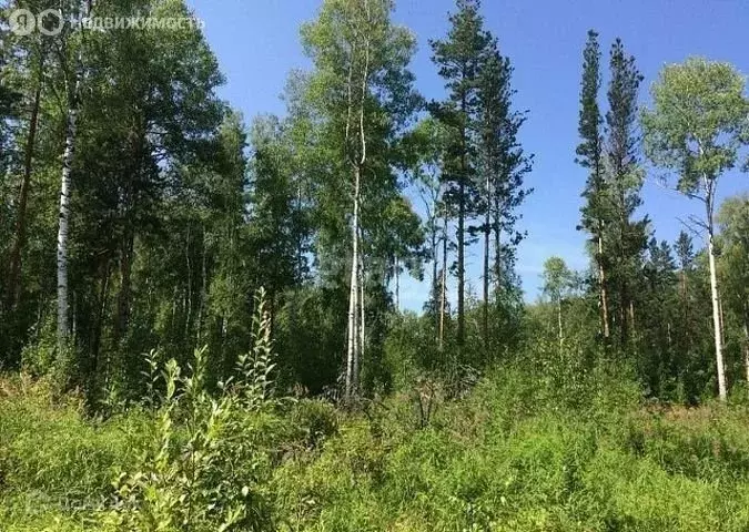 Участок в Ушаковское муниципальное образование, СНТ Дражное (25 м) - Фото 0