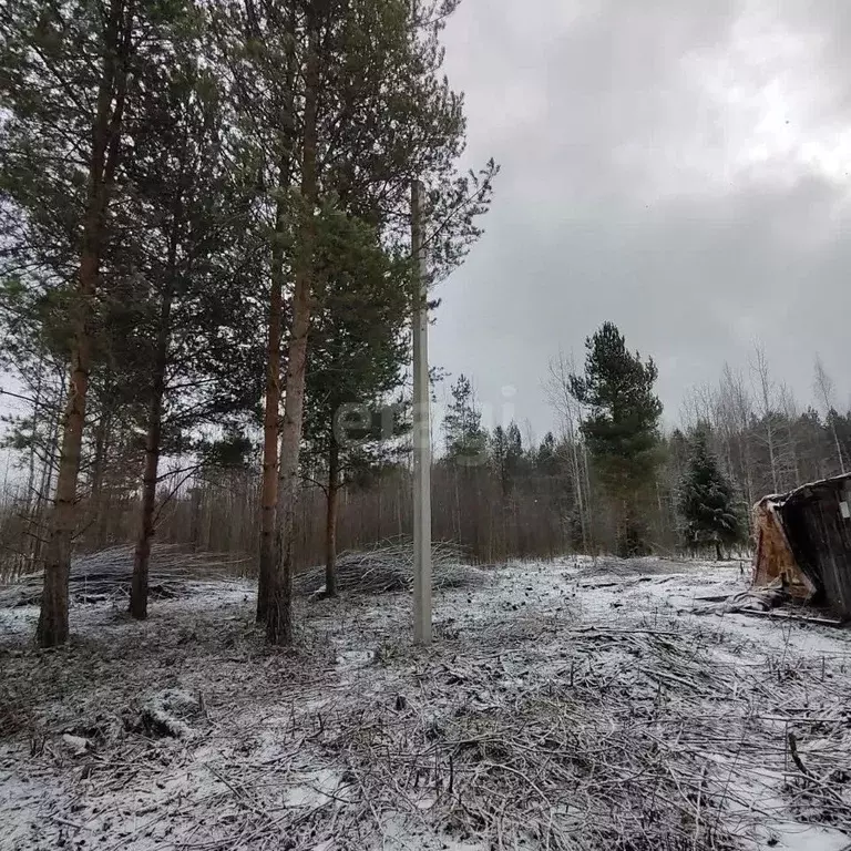 Участок в Вологодская область, Камыш садоводческое товарищество  (11.0 ... - Фото 2