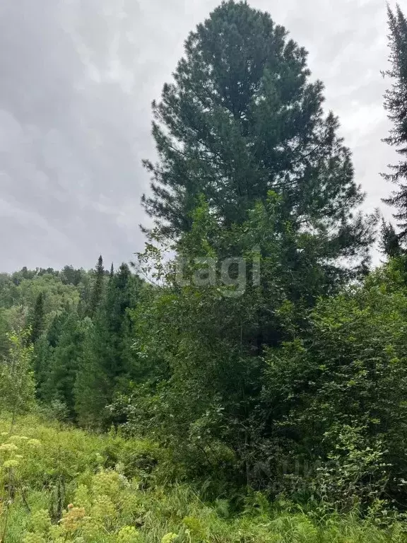 участок в алтай, турочакский район, с. артыбаш ул. юртокская (50.0 . - Фото 1