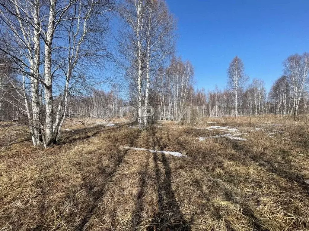 Участок в Тюменская область, Нижнетавдинский район, У Сосны ... - Фото 1