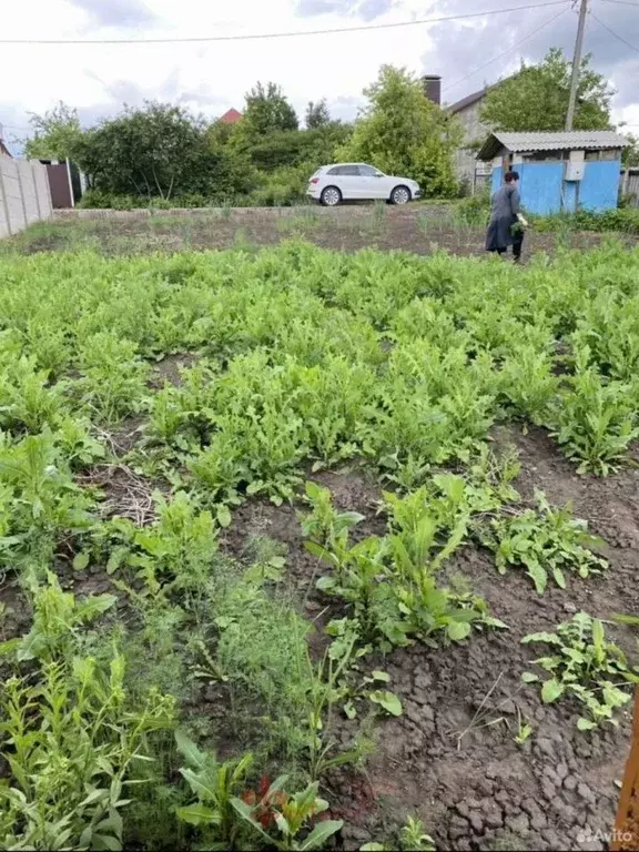 Участок в Белгородская область, Белгородский район, Дубовское с/пос, ... - Фото 1