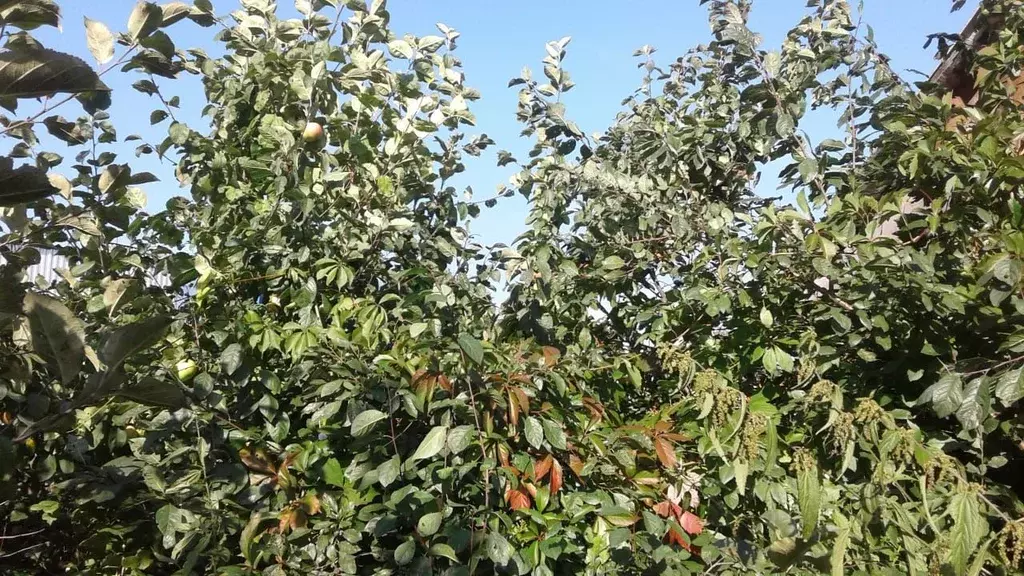 Дом в Башкортостан, Стерлитамакский район, с. Буриказганово ул. ... - Фото 2