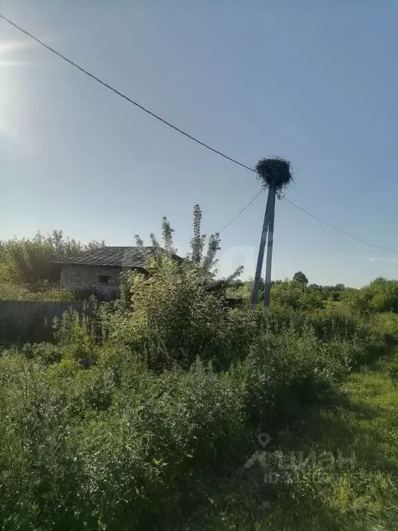 Участок в Курская область, Золотухинский район, Тазовский сельсовет, ... - Фото 1