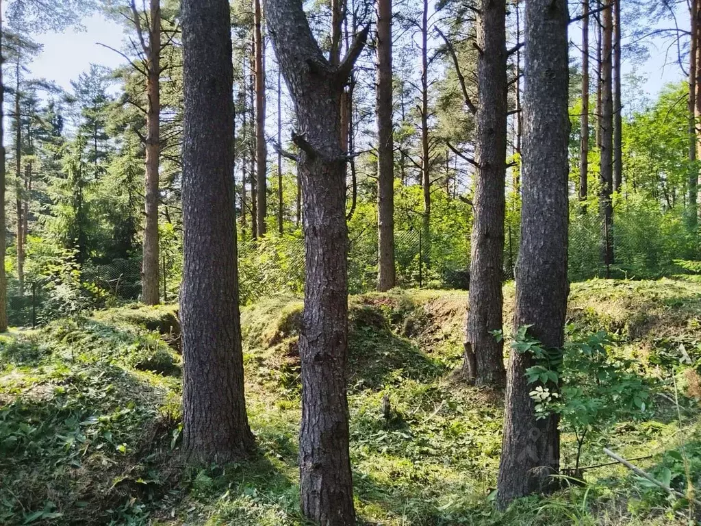 Участок в Ленинградская область, Всеволожский район, Токсовское ... - Фото 2