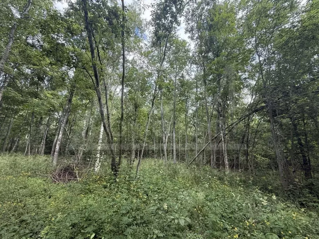 Участок в Ленинградская область, Приозерский район, Ларионовское ... - Фото 2