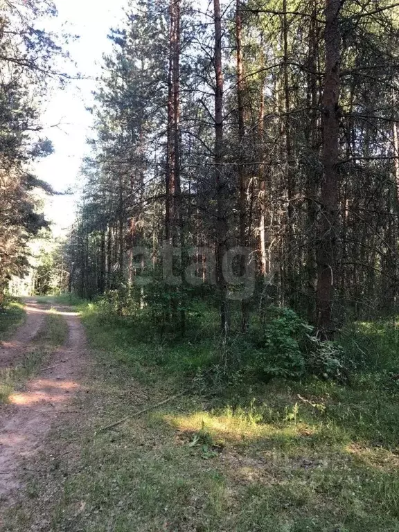 Участок в Псковская область, Печоры Пачковка садовое дачное ... - Фото 1