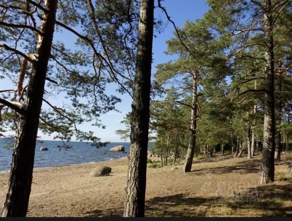 2-к кв. Ленинградская область, Выборгский район, Приморское городское ... - Фото 2