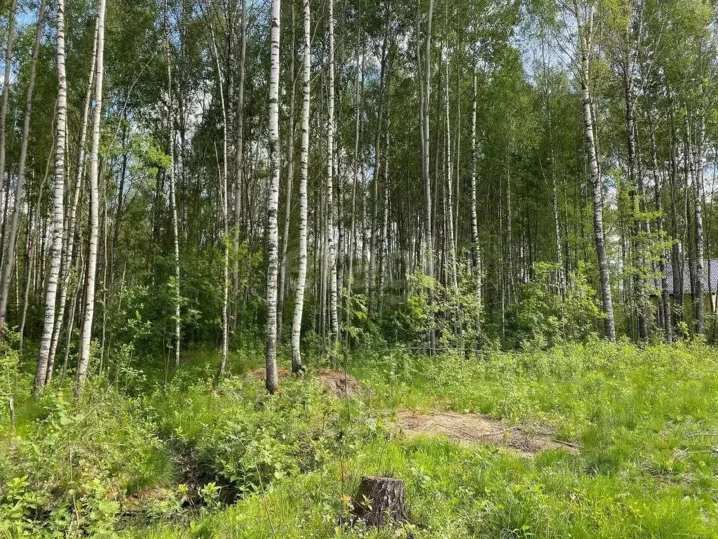 Участок в Ярославская область, Рыбинский муниципальный округ, ... - Фото 1