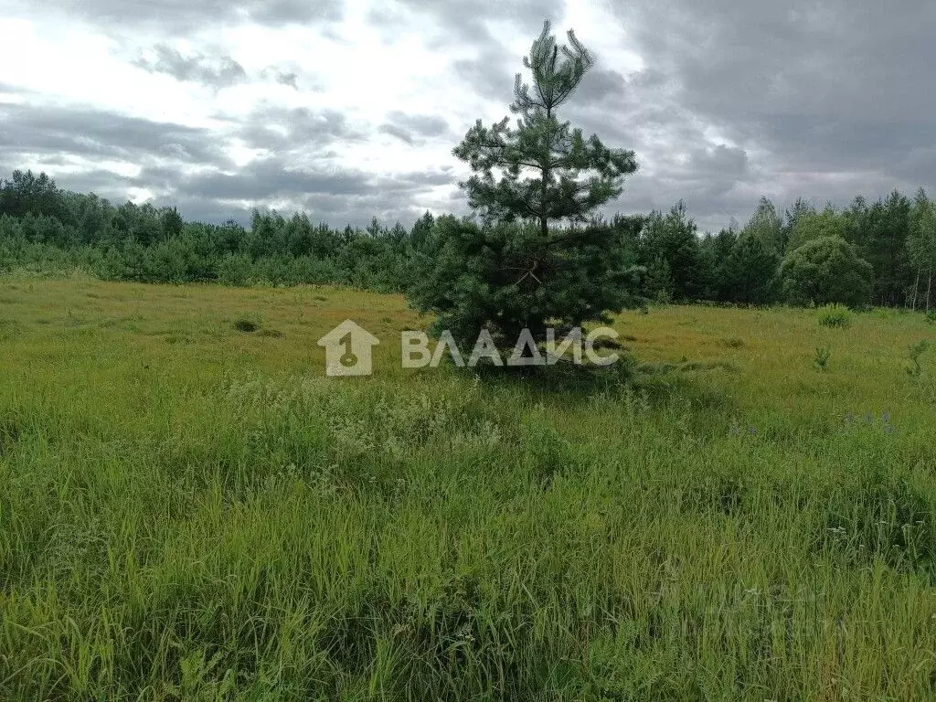 Участок в Владимирская область, Судогодский район, Лавровское ... - Фото 1