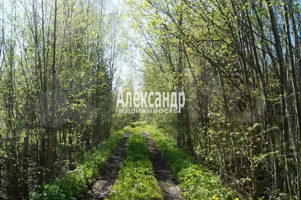 Участок 10 сот. (СНТ, ДНП) - Фото 1