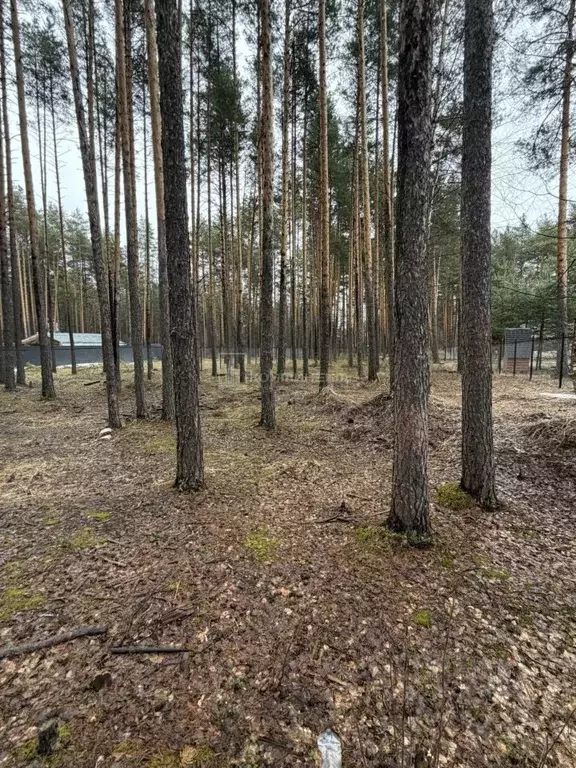 Участок в Владимирская область, Судогодский муниципальный округ, пос. ... - Фото 1
