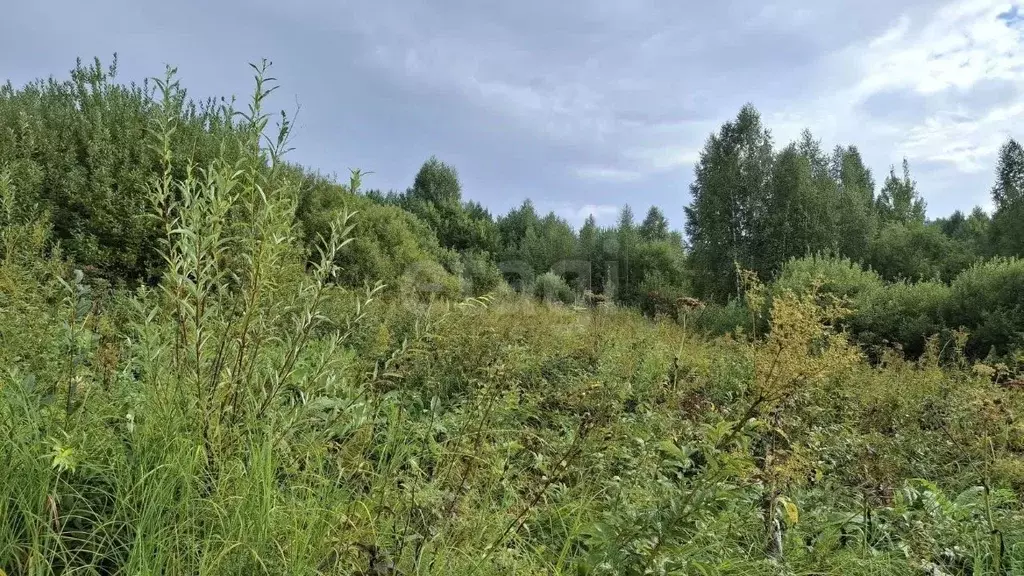 Участок в Алтай, Майминский район, Манжерокское с/пос, с. Озерное  ... - Фото 1