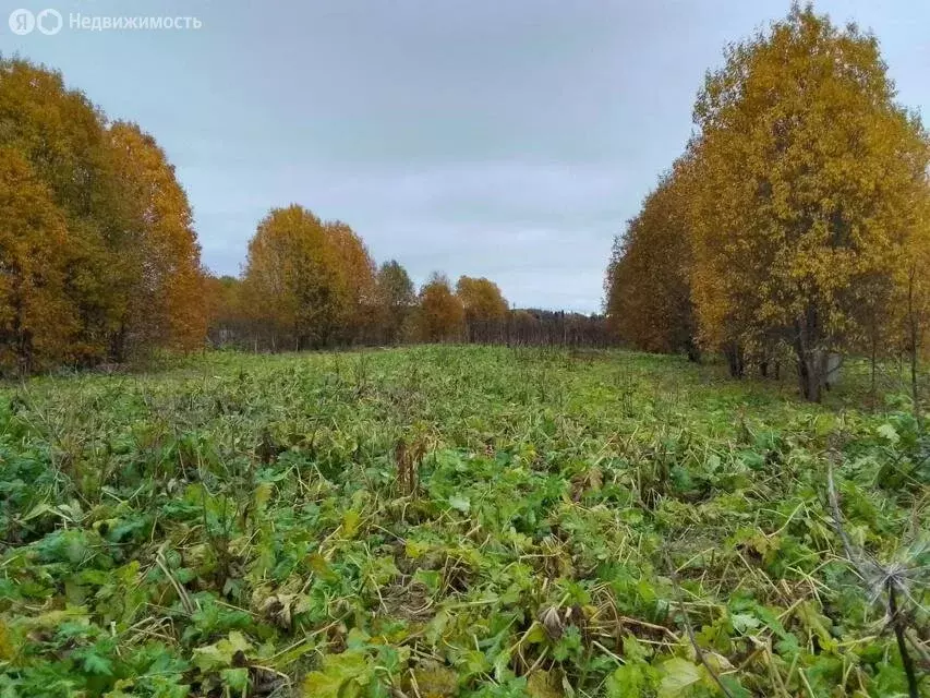 Участок в Волосовский район, Бегуницкое сельское поселение, деревня ... - Фото 1