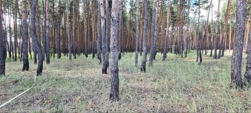 Участок в Белгородская область, Белгородский район, Поселок Разумное ... - Фото 0