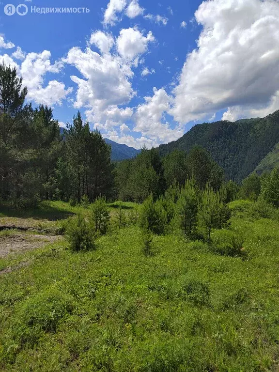 Участок в Чемальский район, село Толгоек (49 м) - Фото 0