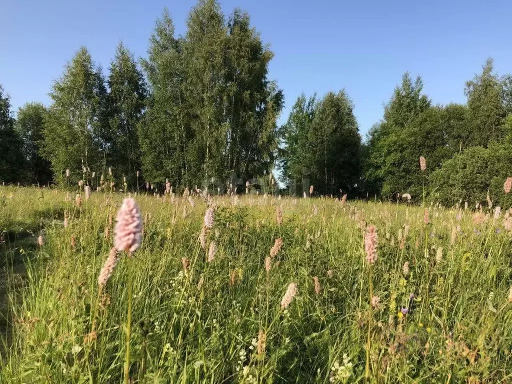 Участок в Ярославская область, Тутаевский муниципальный округ, д. ... - Фото 2