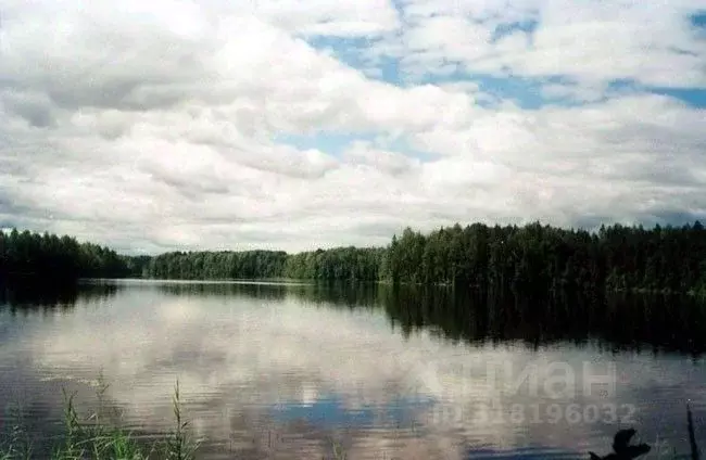 Участок в Новгородская область, Любытинский район, Неболчское с/пос  ... - Фото 0