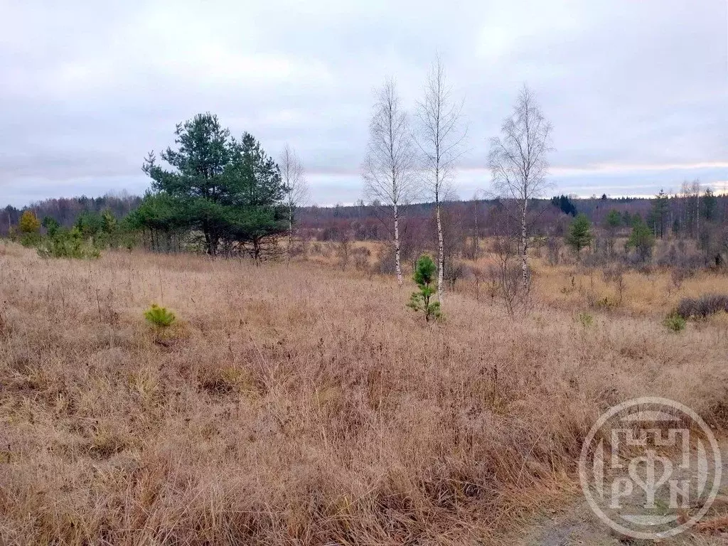 Участок в Ленинградская область, Выборгский район, Приморское ... - Фото 1