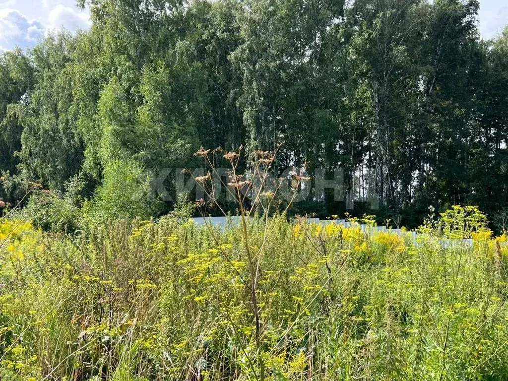 Участок в Новосибирская область, Новосибирский район, Каменский ... - Фото 2