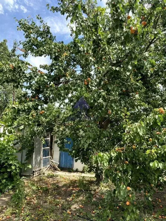 Дом в Ростовская область, Волгодонск Мичуринец СНТ, 1858 (12 м) - Фото 2