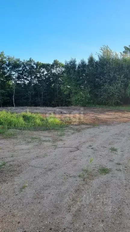 Участок в Амурская область, Благовещенский район, с. Чигири ул. ... - Фото 2