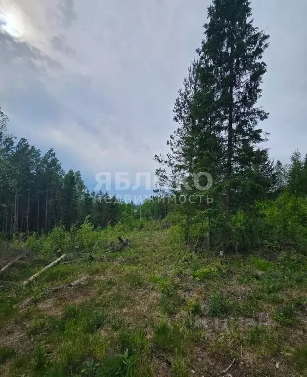 Участок в Пермский край, Березники № 99 СНТ,  (9.6 сот.) - Фото 1