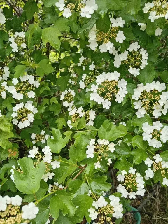 Дом в Иркутская область, Шелеховский район, Олхинское муниципальное ... - Фото 2