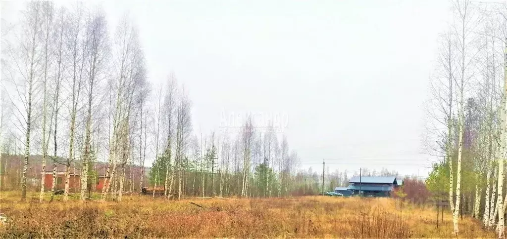 Участок в Ленинградская область, Приозерский район, Красноозерное ... - Фото 1