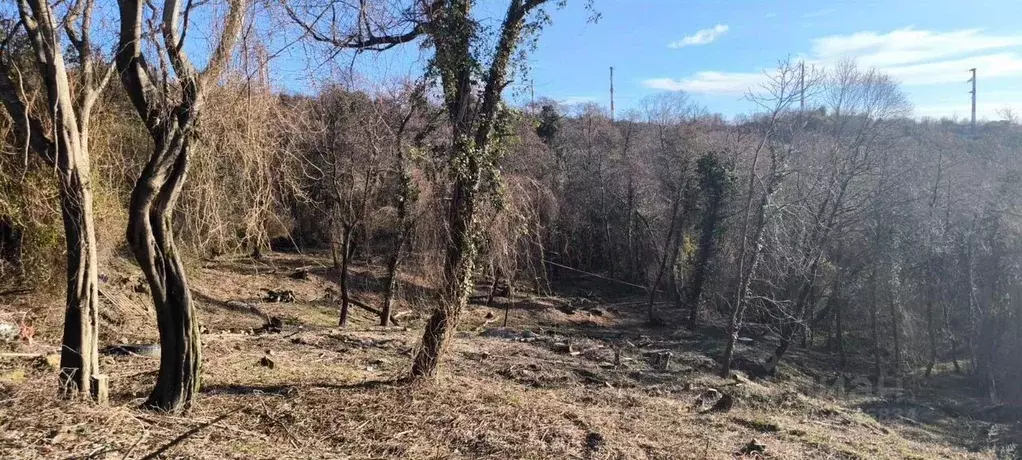 Участок в Краснодарский край, Сочи городской округ, с. Черешня ул. ... - Фото 1