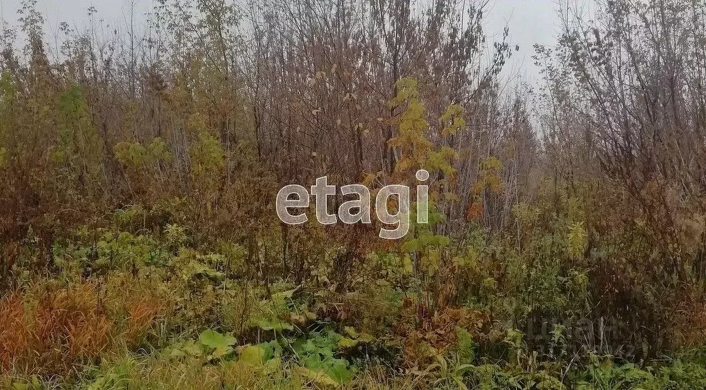 Участок в Алтайский край, Алтайский район, с. Алтайское ул. Ершова ... - Фото 1