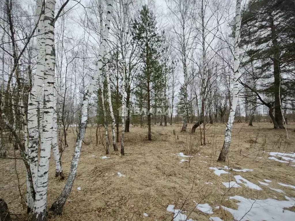 Участок в Калужская область, Калуга городской округ, с. Рябинки  ... - Фото 0