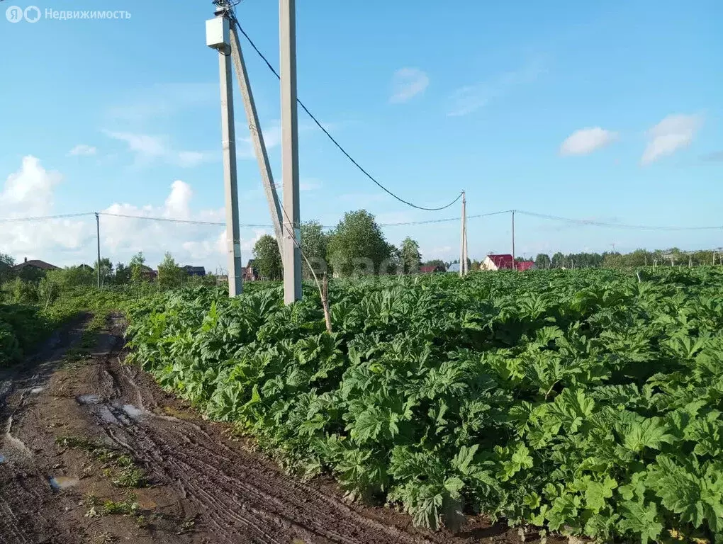 Участок в село Выльгорт, улица 70 лет Победы (8 м) - Фото 1