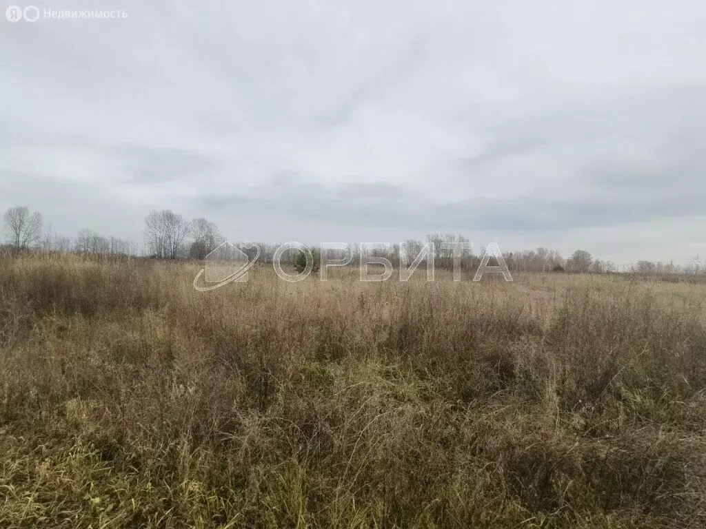 Участок в Тюменский муниципальный округ, село Борки (1600 м) - Фото 1