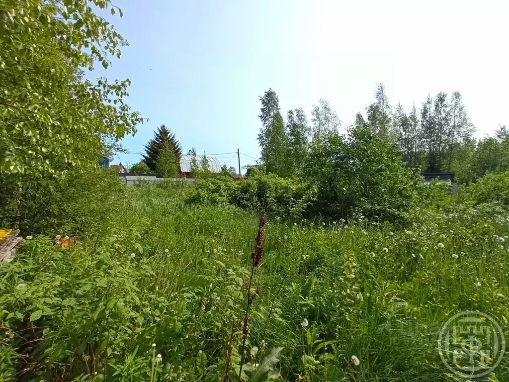 Участок в Ленинградская область, Сертолово Всеволожский район, Ягодка ... - Фото 1