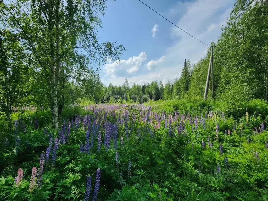 Участок в Коми, Сыктывдинский район, с. Выльгорт, Клен садоводческое ... - Фото 0