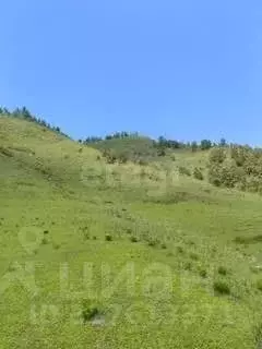 Участок в Алтай, Чемальский район, с. Толгоек  (344.8 сот.) - Фото 1