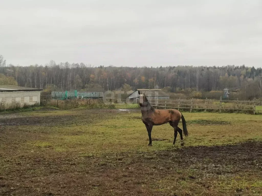 Дом в Владимирская область, Покров городской округ, д. Крюки ул. ... - Фото 1