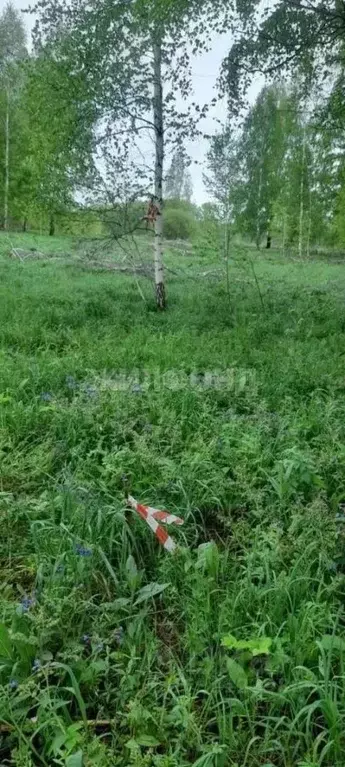 Участок в Новосибирская область, Новосибирский район, Мочищенский ... - Фото 1