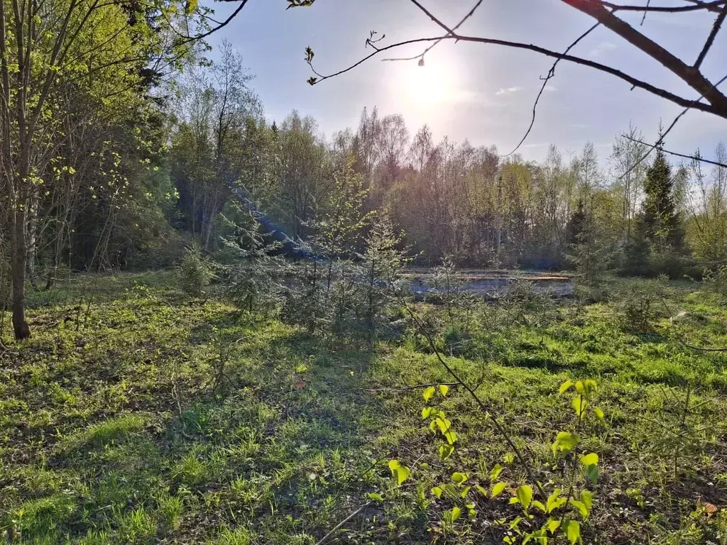 Участок в Владимирская область, Александровский район, Каринское ... - Фото 1