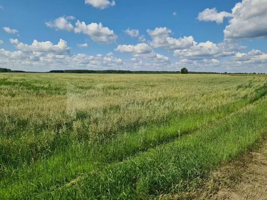 Участок в Тюменская область, Тюменский район, Онегин кп ул. Мирная ... - Фото 1