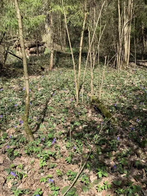 Студия Московская область, Химки городской округ, д. Подолино, Велтон ... - Фото 1