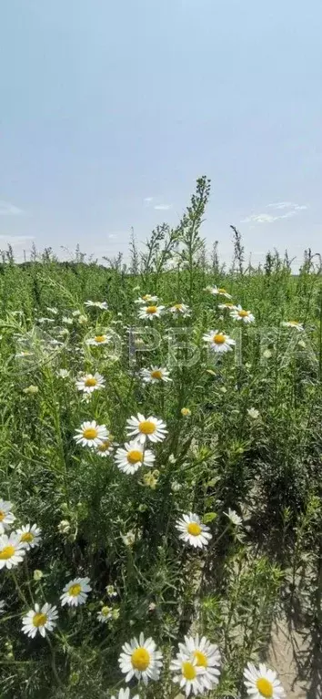 Участок в Тюменская область, Тюменский район, с. Горьковка Сибирская ... - Фото 0
