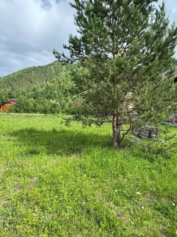 Участок в Алтай, Чемальский район, с. Чемал ул. Березовая, 19 (11.85 ... - Фото 1