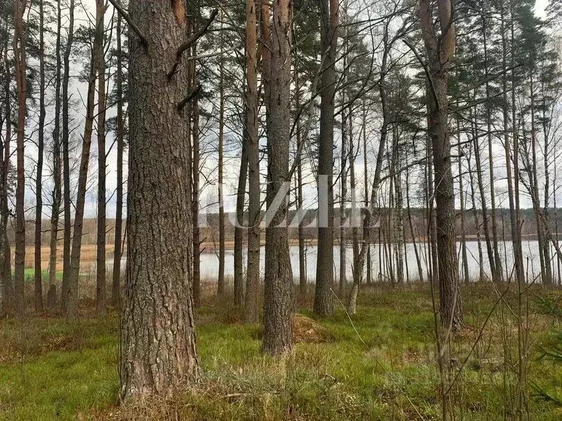 Участок в Ленинградская область, Приозерский район, Громовское с/пос, ... - Фото 2