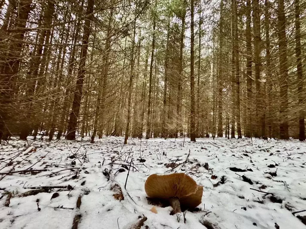 Участок в Московская область, Клин городской округ, Подсолнухи кп ул. ... - Фото 0