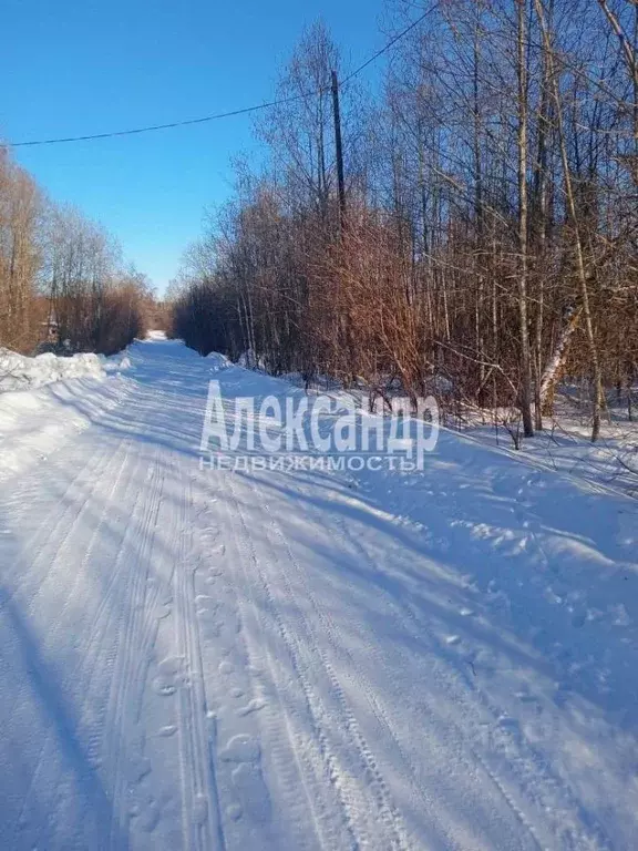 Участок в Ленинградская область, Выборг ул. Малая Сосновая (240.0 ... - Фото 0