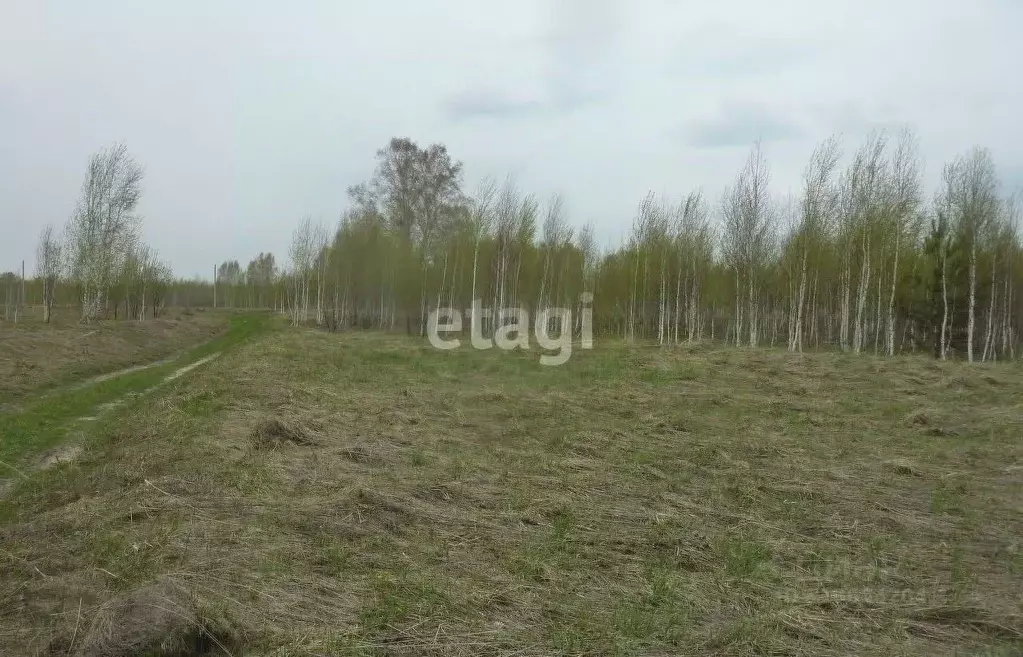 Участок в Новосибирская область, Новосибирский район, Березовский ... - Фото 0